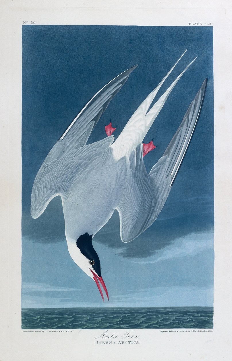 Noordse stern, vogels van Amerika door John James (after) Audubon