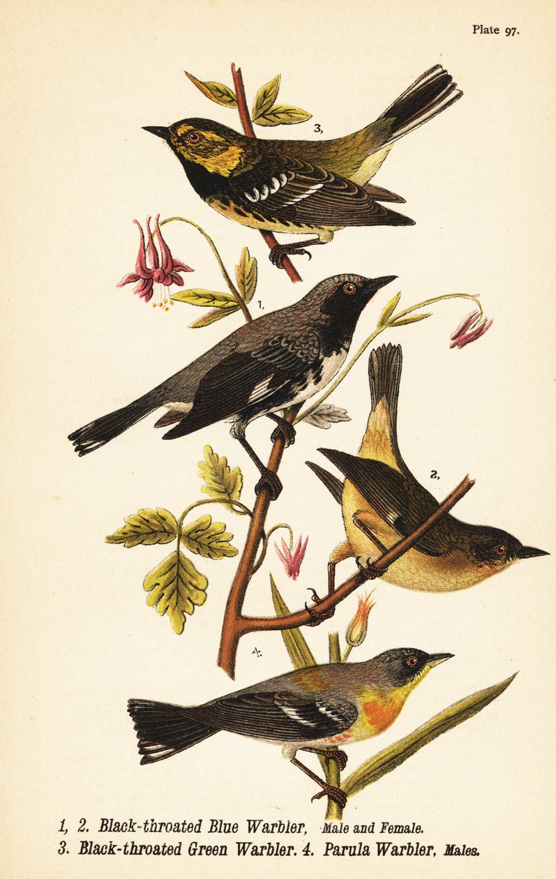 Blauwkeelzanger, Setophaga caerulescens 1,2, groenkeelzanger, Setophaga virens 3 en noordelijke parula, Setophaga americana 4 door John James (after) Audubon