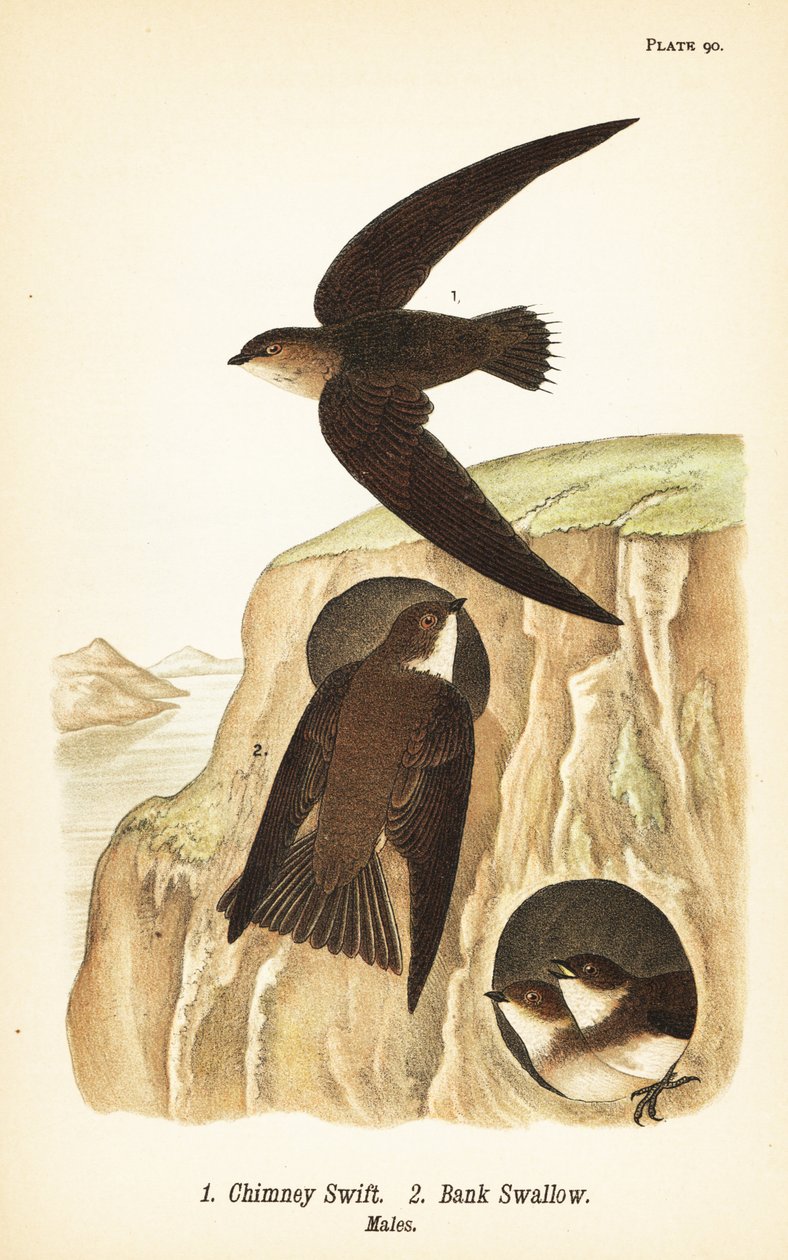 Schoorsteenzwaluw, Chaetura pelagica 1, oeverzwaluw, Riparia riparia 2, mannetjes door John James (after) Audubon