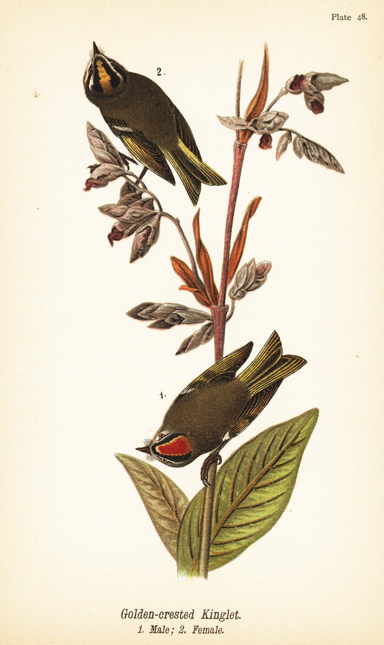 Goudhaantje, Regulus satrapa door John James (after) Audubon