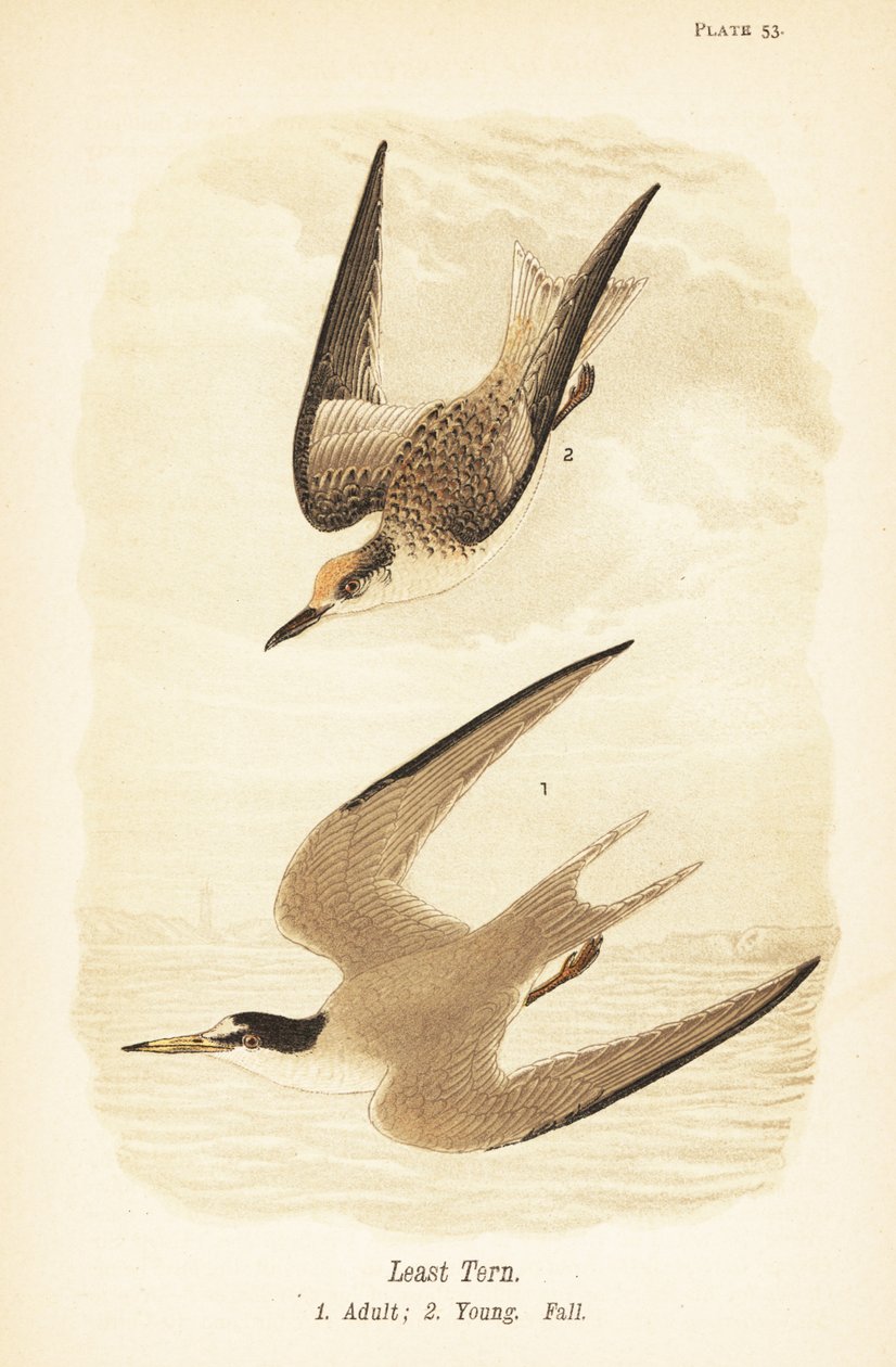 Dwergstern, Sternula antillarum, volwassen en jong in herfstkleed door John James (after) Audubon
