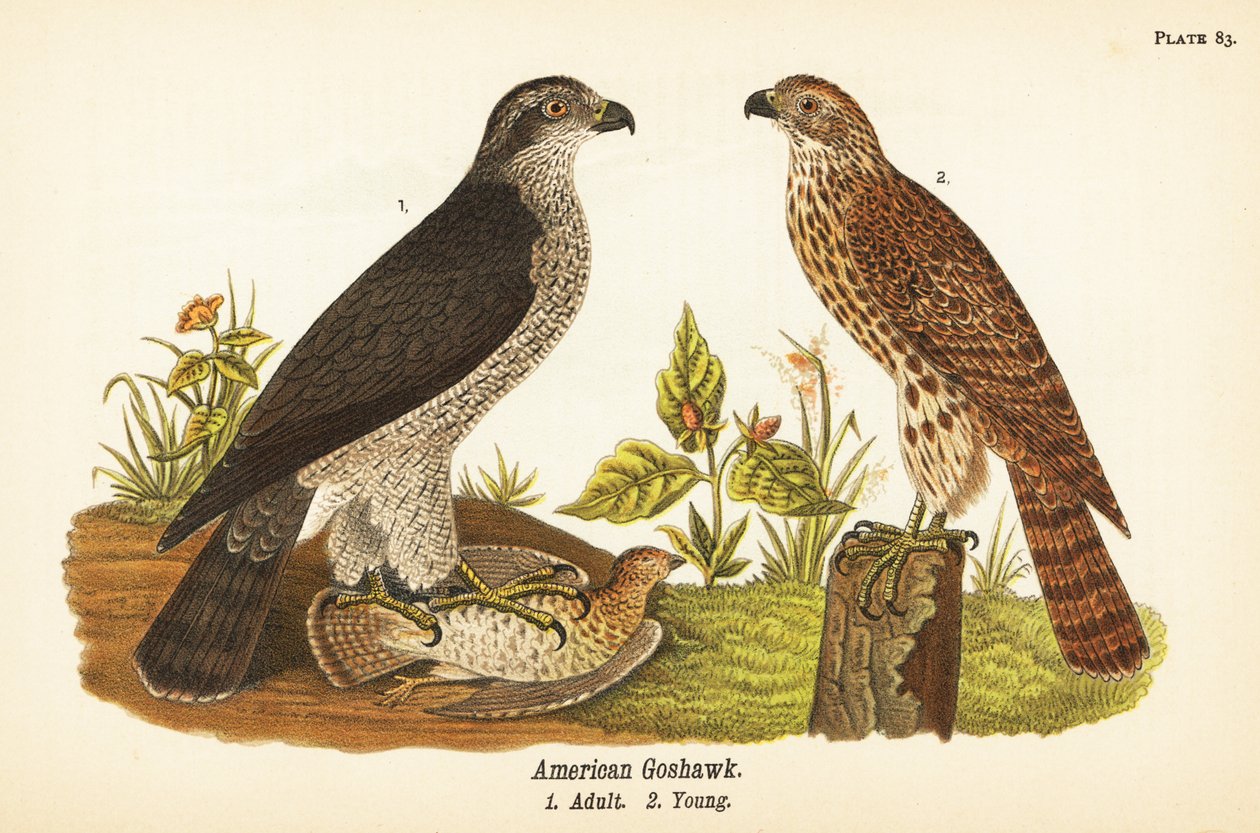 Noordelijke havik, Accipiter gentilis, Amerikaanse havik, volwassen met prooi 1, jong 2 door John James (after) Audubon