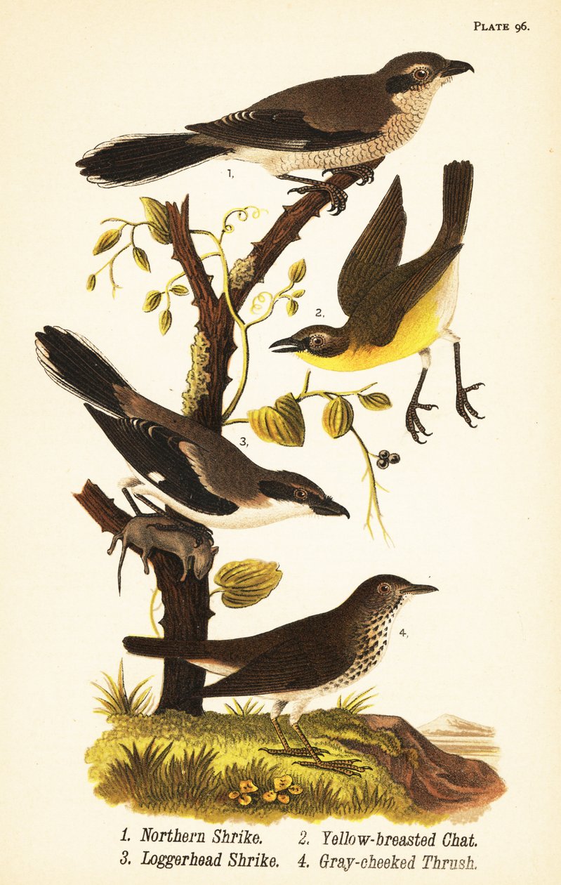 Noordelijke klauwier, Lanius borealis 1, geelborstzanger, Icteria virens 2, loggerhead klauwier, Lanius ludovicianus door John James (after) Audubon