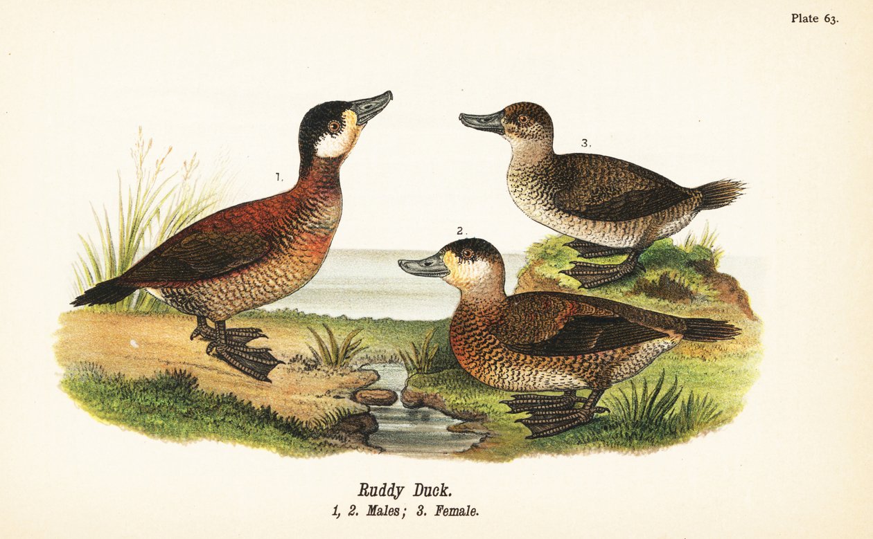 Rosse stekelstaart, Oxyura jamaicensis, mannetjes 1,2, en vrouwtje 3 door John James (after) Audubon