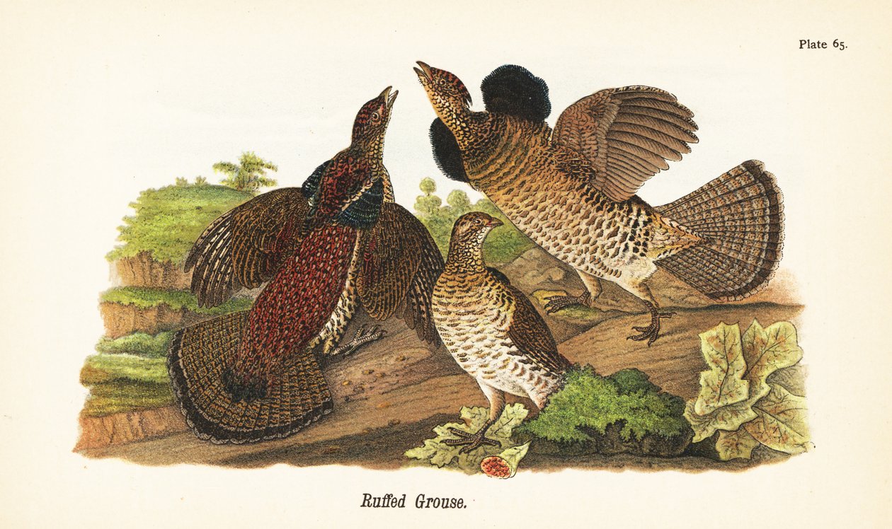 Kraaghoen, Bonasa umbellus door John James (after) Audubon