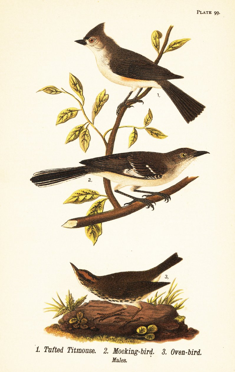 Kuifmees, Baeolophus bicolor, noordelijke spotvogel, Mimus polyglottos en ovenvogel, Seiurus aurocapilla door John James (after) Audubon