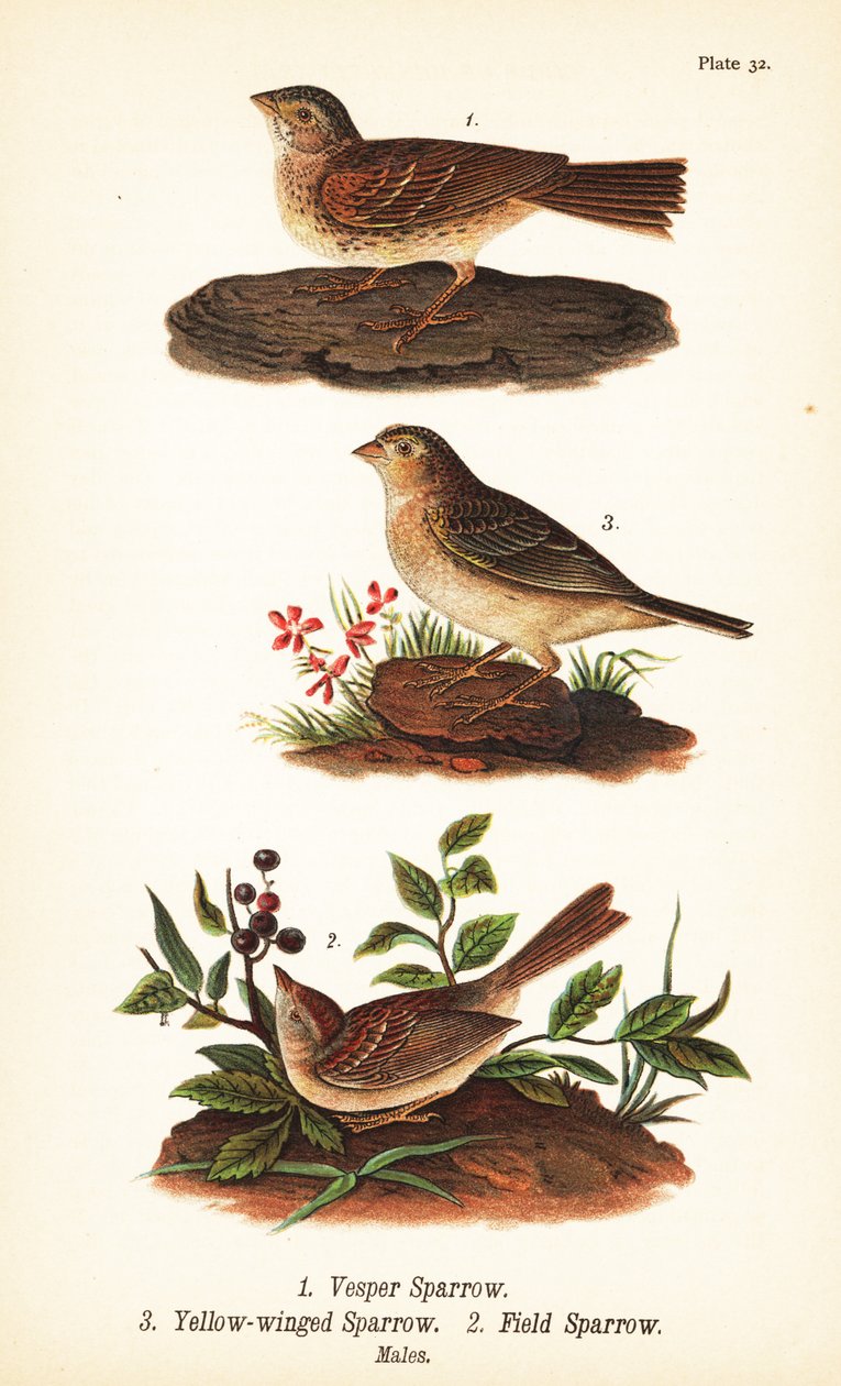 Vespermus, Pooecetes gramineus 1, sprinkhaanzanger, Ammodramus savannarum 2 en veldmus, Spizella pusilla 3 door John James (after) Audubon