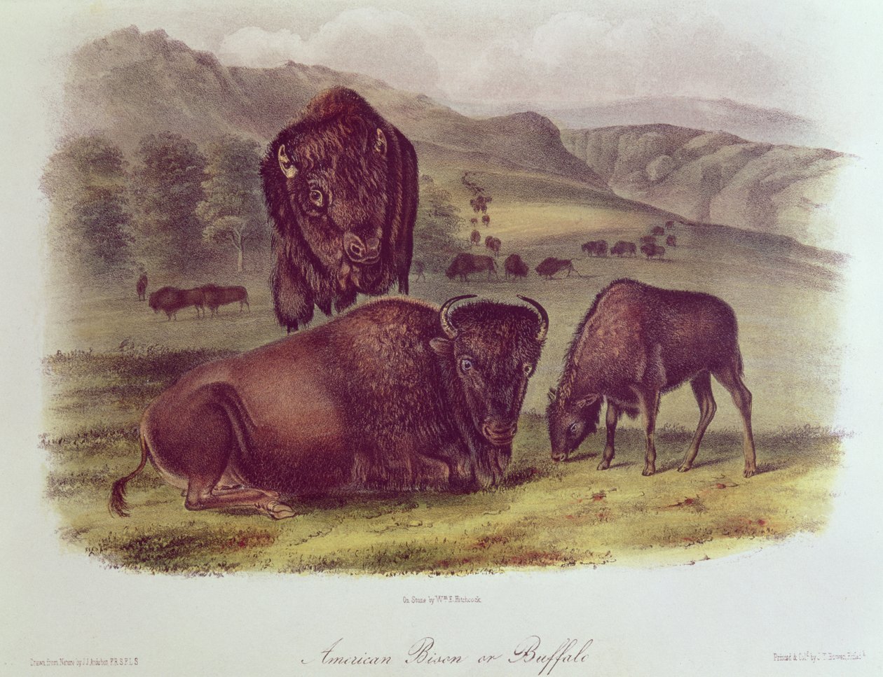 Amerikaanse Bizon of Buffel, uit 
