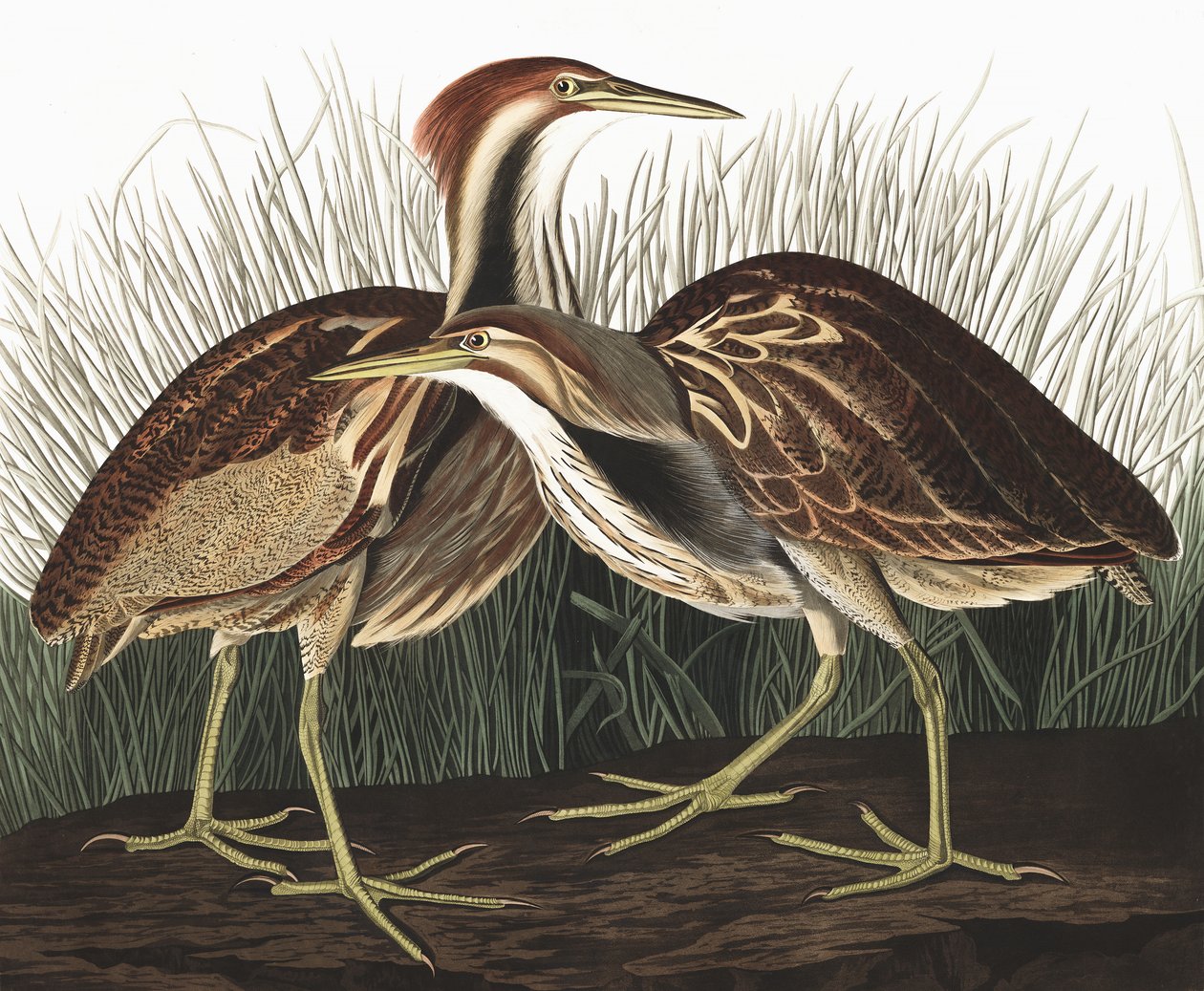 Amerikaanse Roerdomp, Botaurus Lentiginosus, uit "De Vogels van Amerika" door John J. Audubon, pub. 1827-38 door John James Audubon