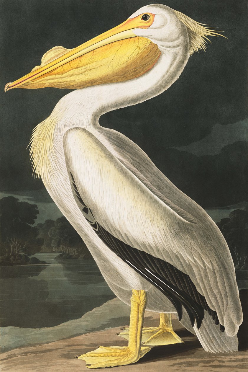 Amerikaanse witte pelikaan, Pelecanus Erythrorhynchos, uit "The Birds of America" door John J. Audubon, pub. 1827-38 door John James Audubon