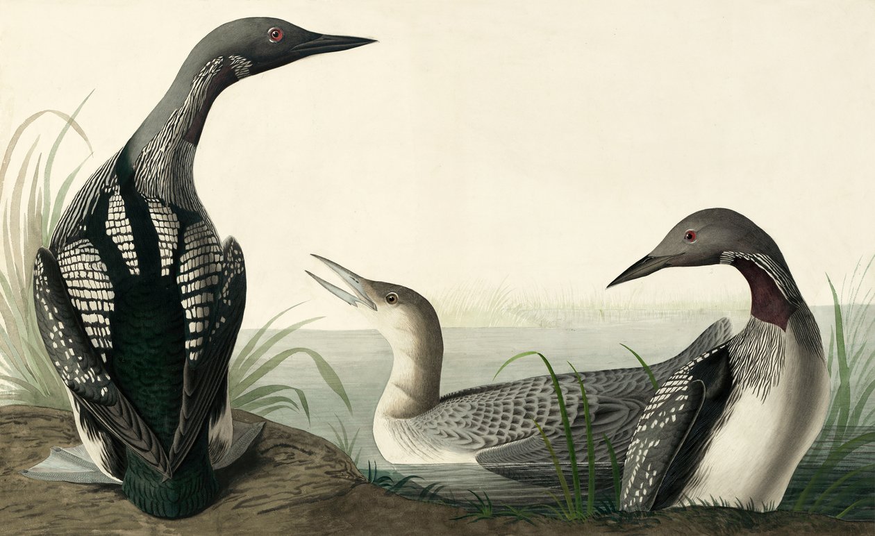 Zwartkeelduiker, Colymbus Arcticus, uit "The Birds of America" door John J. Audubon, pub. 1827-38 door John James Audubon