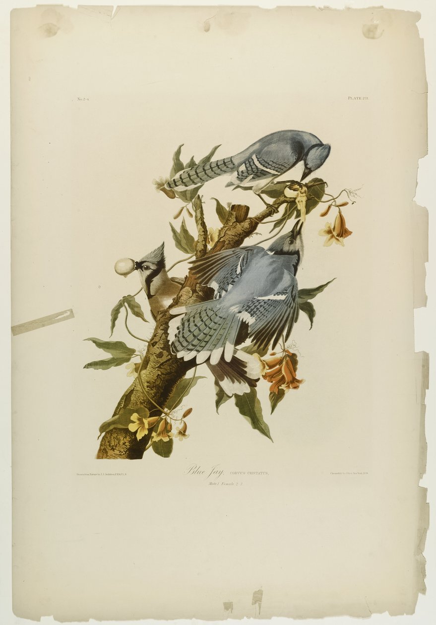 Blauwe Gaai, gedrukt door Julien Bien en uitgegeven door Roe Lockwood & Son, 1861 door John James Audubon