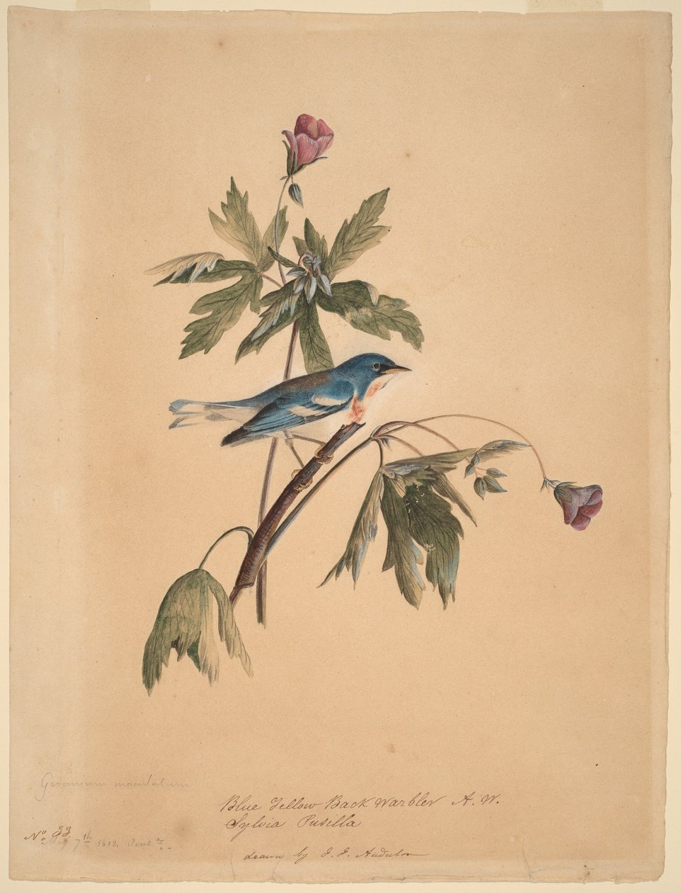 Blauw-gele rugzanger door John James Audubon