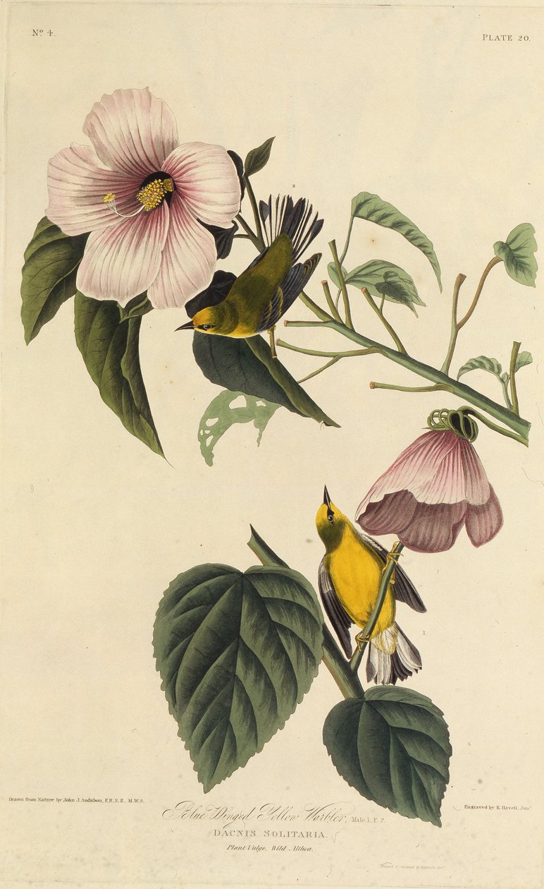 Blauwgevleugelde gele zanger. Uit The Birds of America door John James Audubon