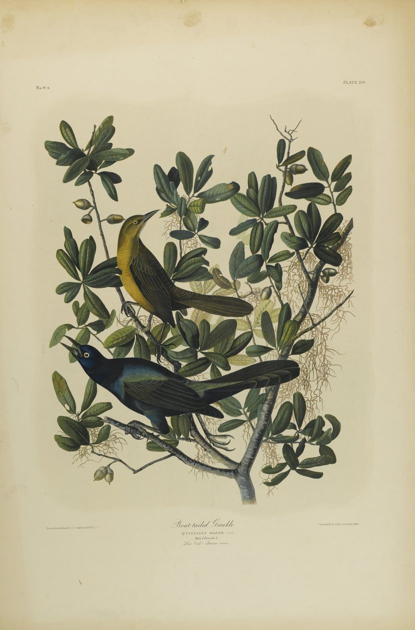 Bootstaart Grackle, gedrukt door Julien Bien en uitgegeven door Roe Lockwood & Son, 1861 door John James Audubon
