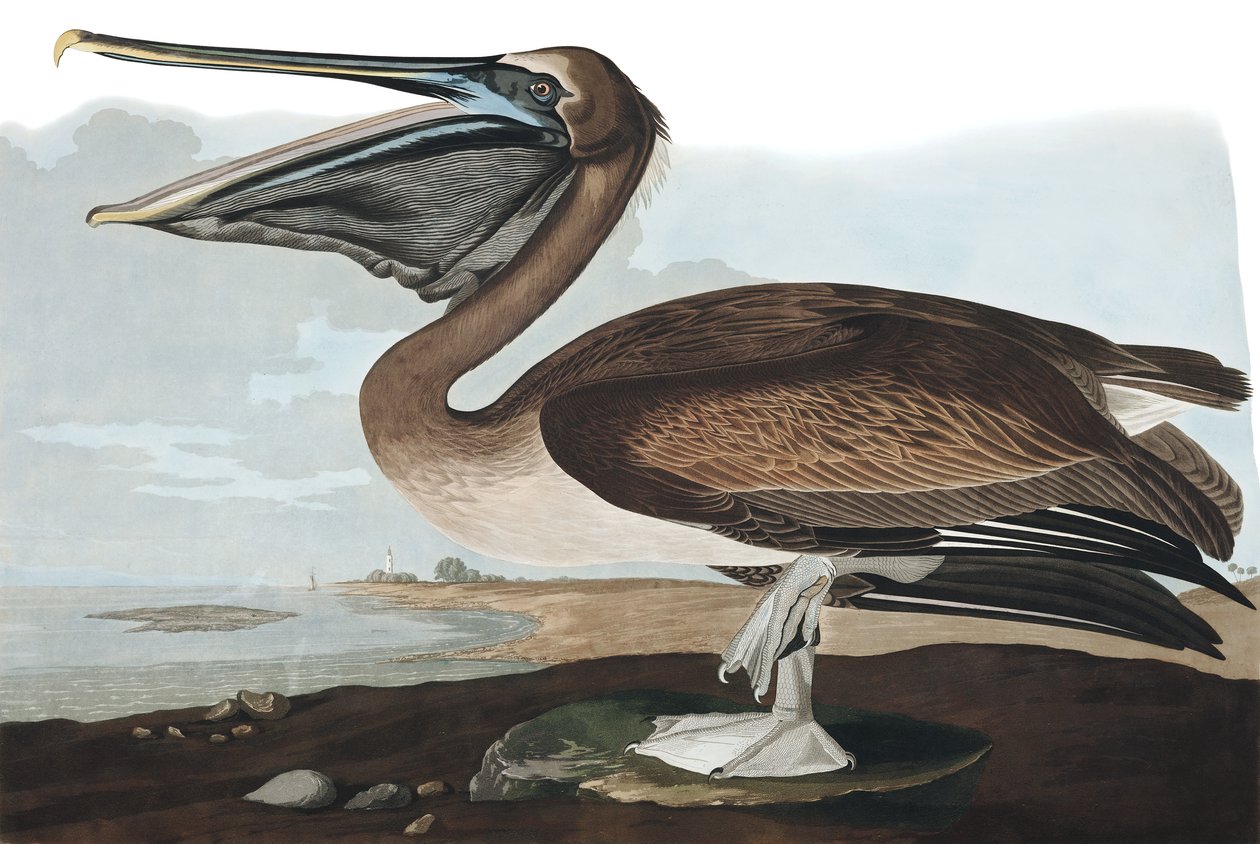 Bruine Pelikaan, Pelecanus Fuscus, uit "De Vogels van Amerika" door John J. Audubon, pub. 1827-38 door John James Audubon