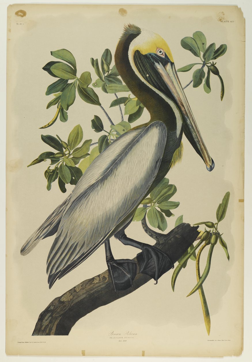 Bruine Pelikaan, gedrukt door Julien Bien en uitgegeven door Roe Lockwood & Son, 1861 door John James Audubon
