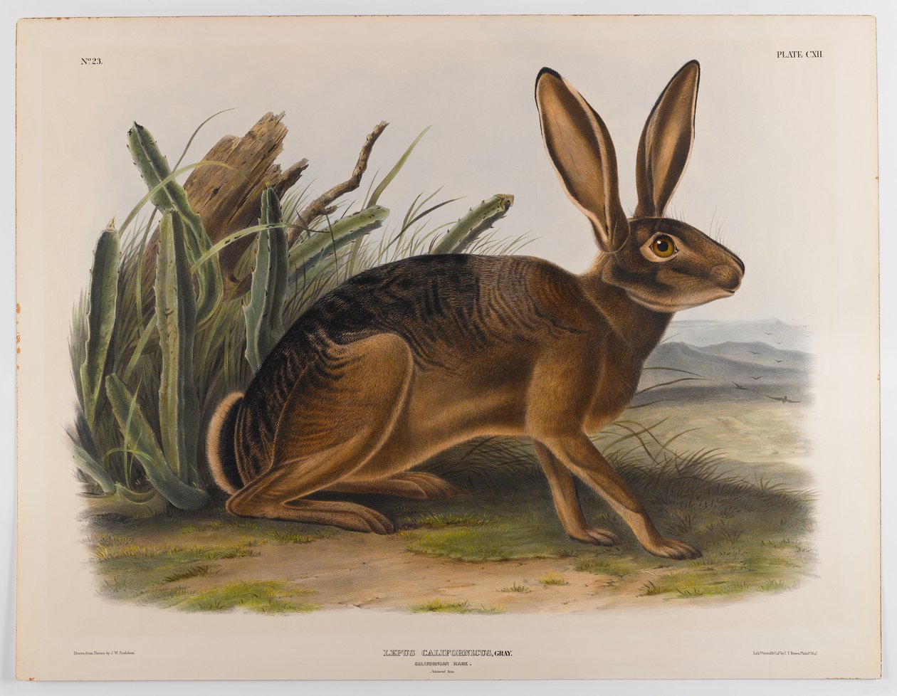 Californische haas, 1847 door John James Audubon