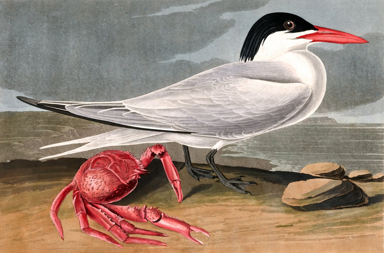 Cayenne Stern, Sterna Maxima, uit "The Birds of America" door John J. Audubon, pub. 1827-38 door John James Audubon