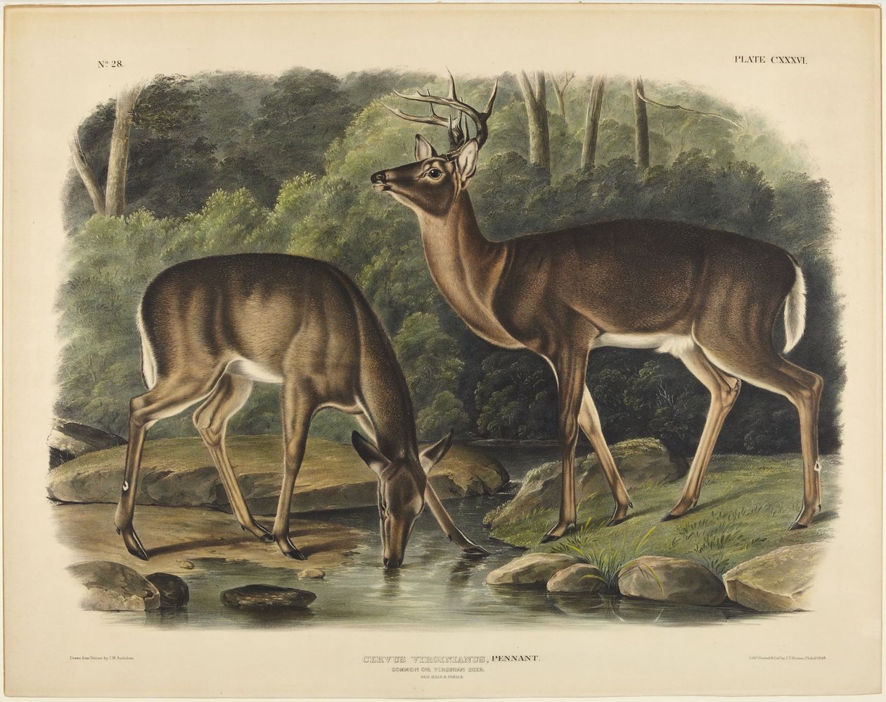 Herten uit Virginia, Pennant door John James Audubon