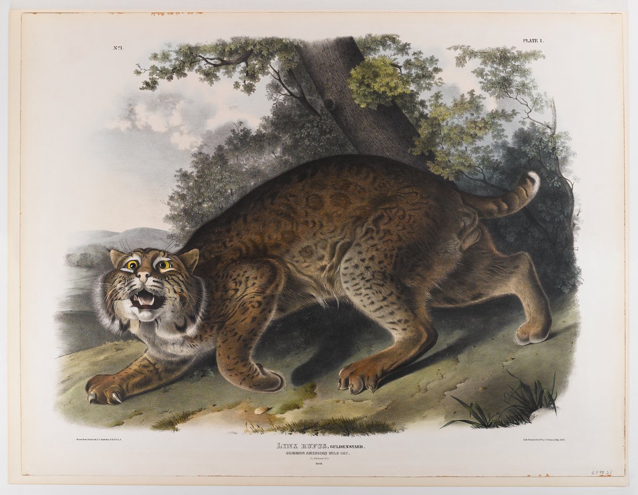 Gewone Amerikaanse wilde kat door John James Audubon
