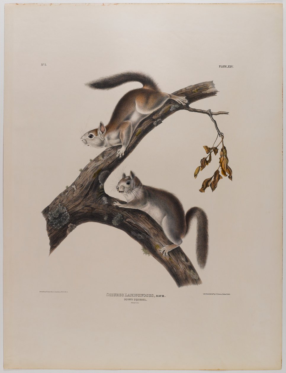 Donzige eekhoorn door John James Audubon
