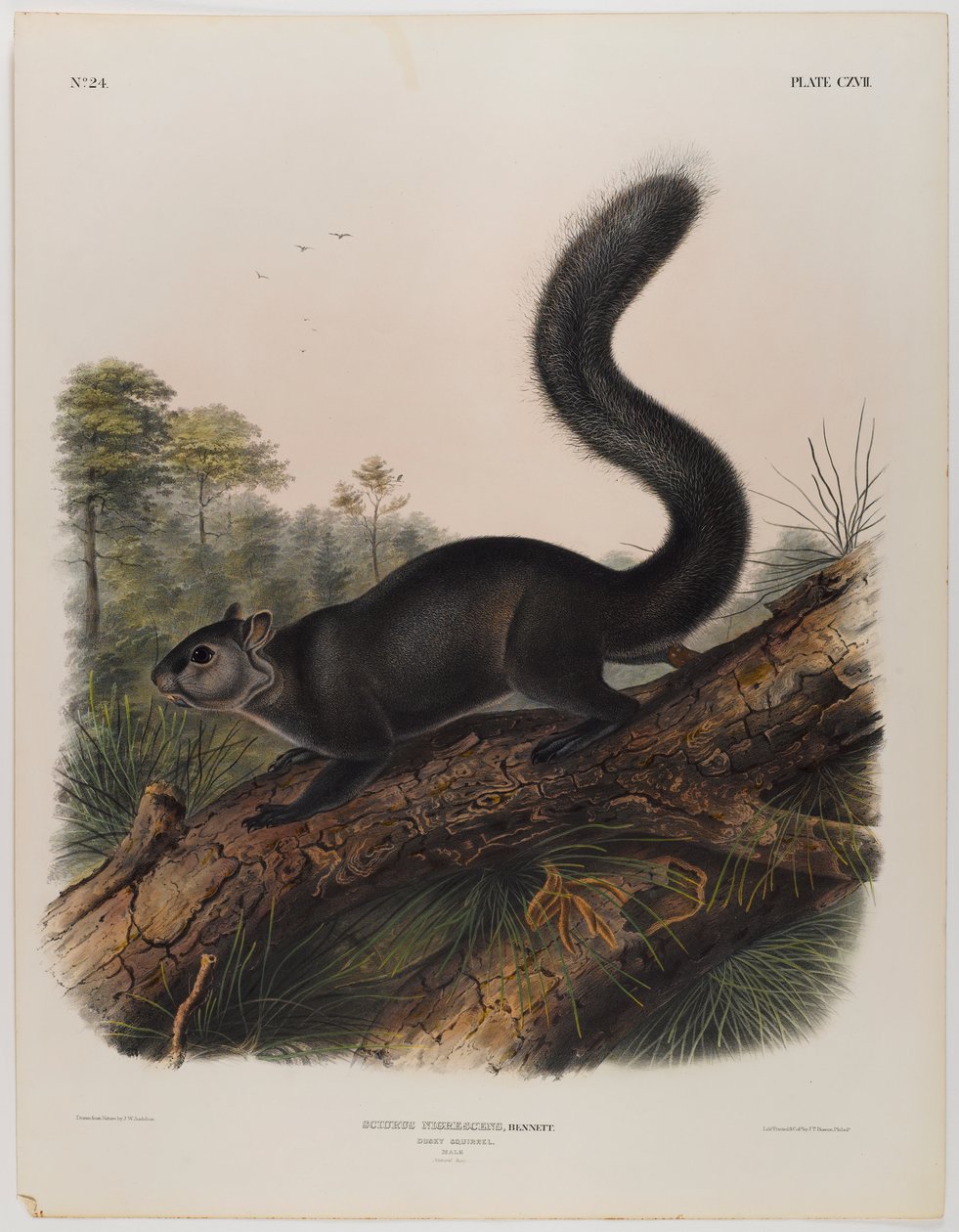 Donkere eekhoorn door John James Audubon