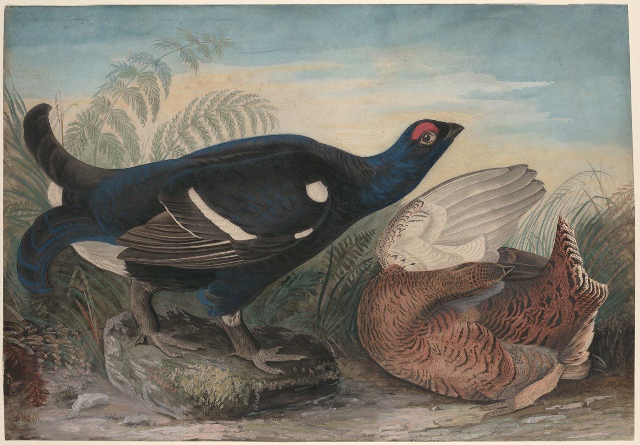 Engelse zwarte hanen door John James Audubon