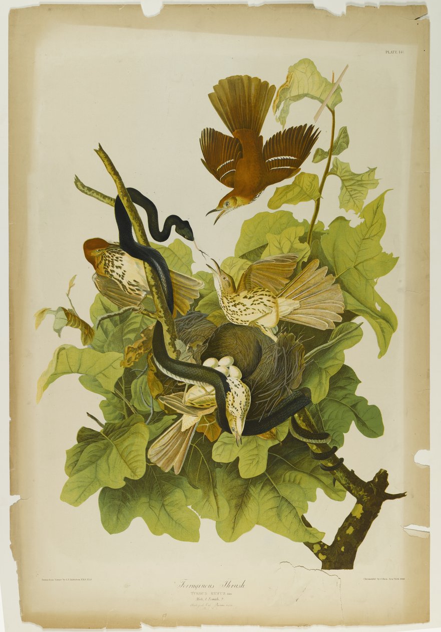Roestbruine Lijster, gedrukt door Julien Bien en uitgegeven door Roe Lockwood & Son, 1861 door John James Audubon