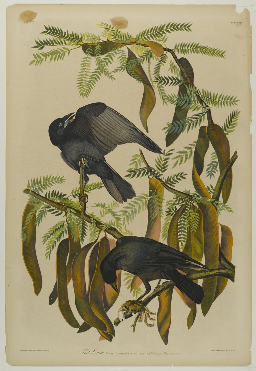 Vis Kraai, gedrukt door Julien Bien en uitgegeven door Roe Lockwood & Son, 1861 door John James Audubon
