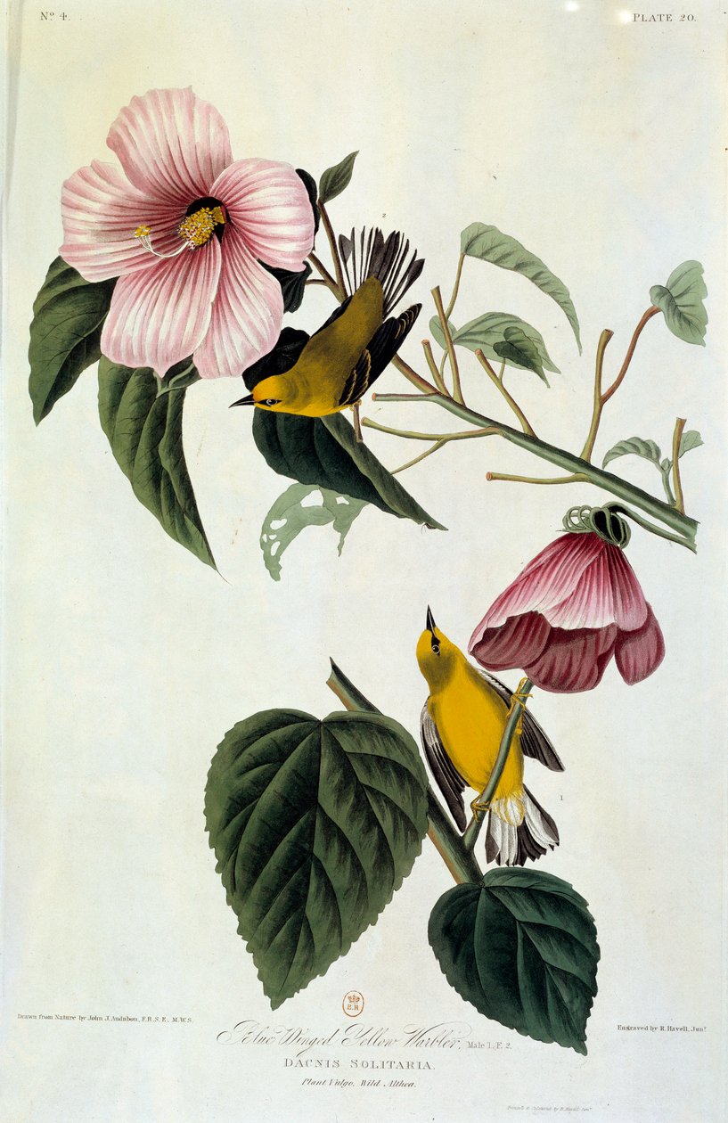 Bloemen en vogels door John James Audubon