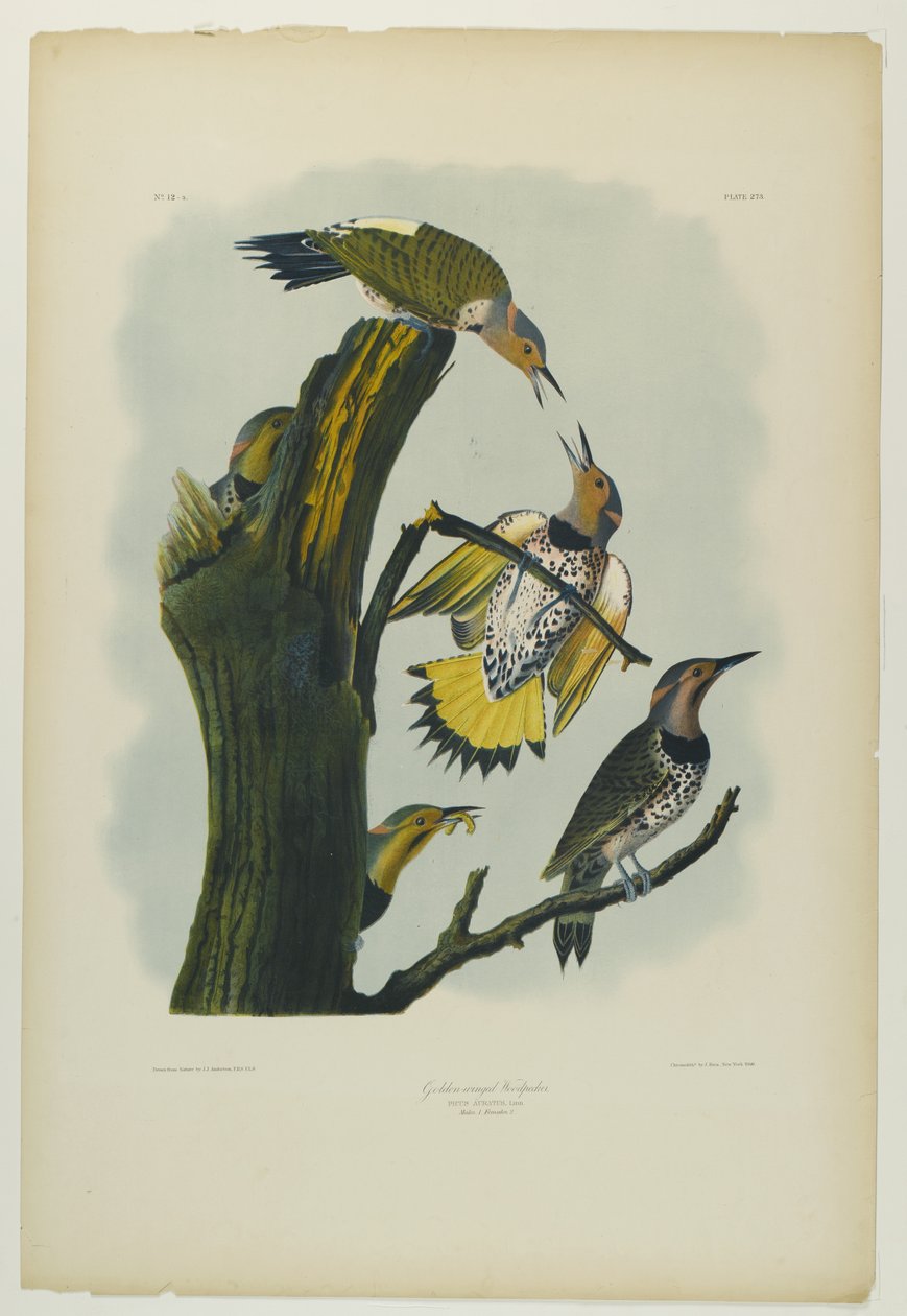 Goudvleugel Specht, gedrukt door Julien Bien en uitgegeven door Roe Lockwood & Son, 1861 door John James Audubon