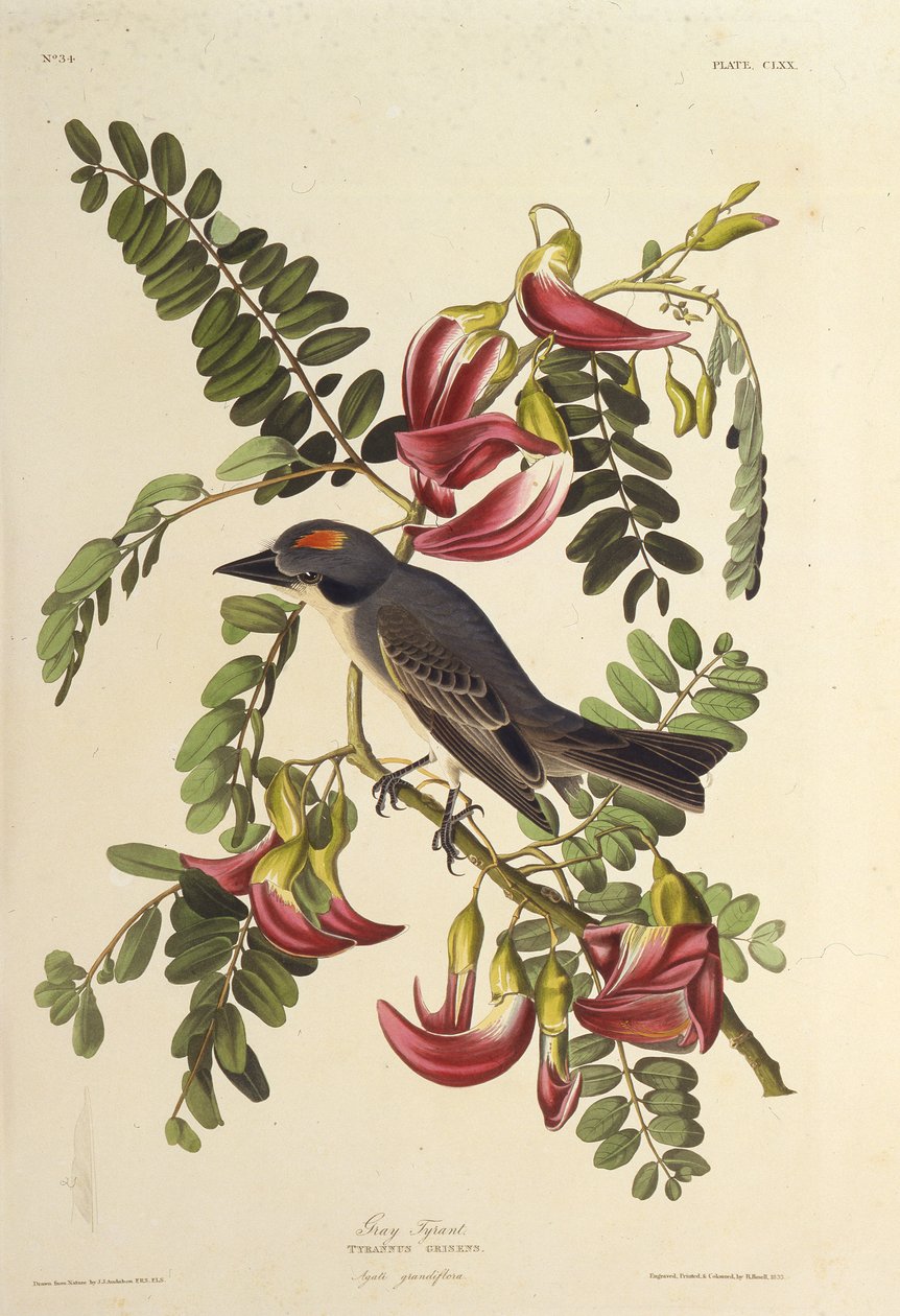 Grijze Tyran. Uit The Birds of America door John James Audubon