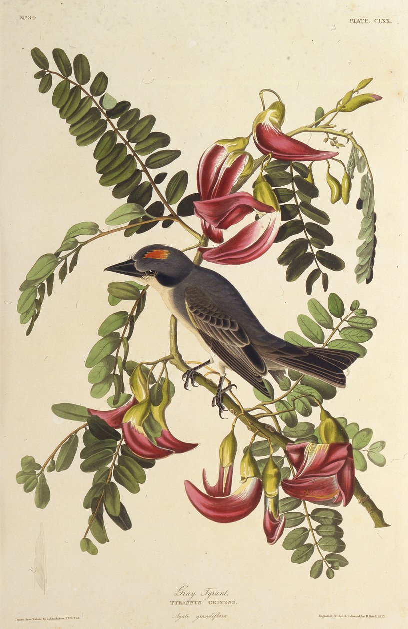 Grijze Tyran. Uit The Birds of America, 1827-1838 door John James Audubon