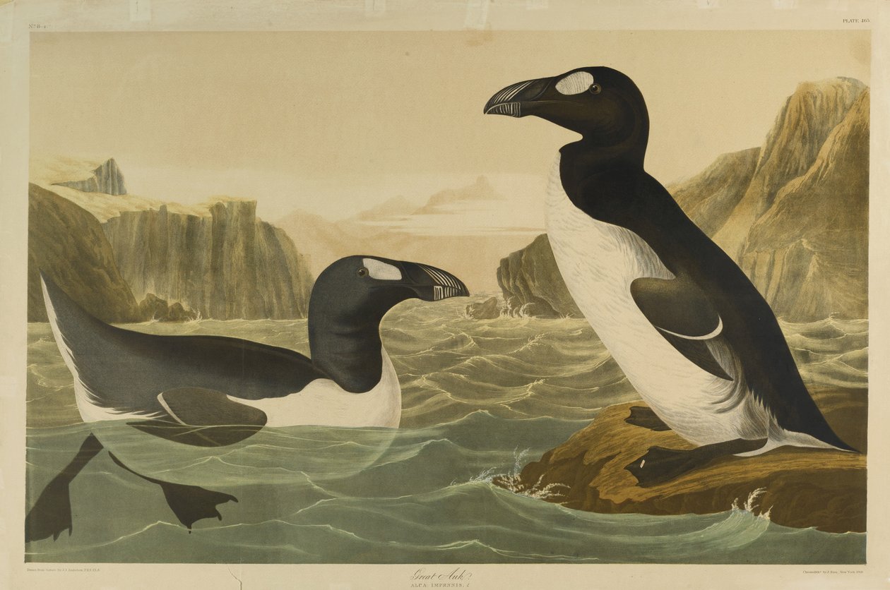 Grote Alk, gedrukt door Julien Bien en uitgegeven door Roe Lockwood & Son, 1861 door John James Audubon