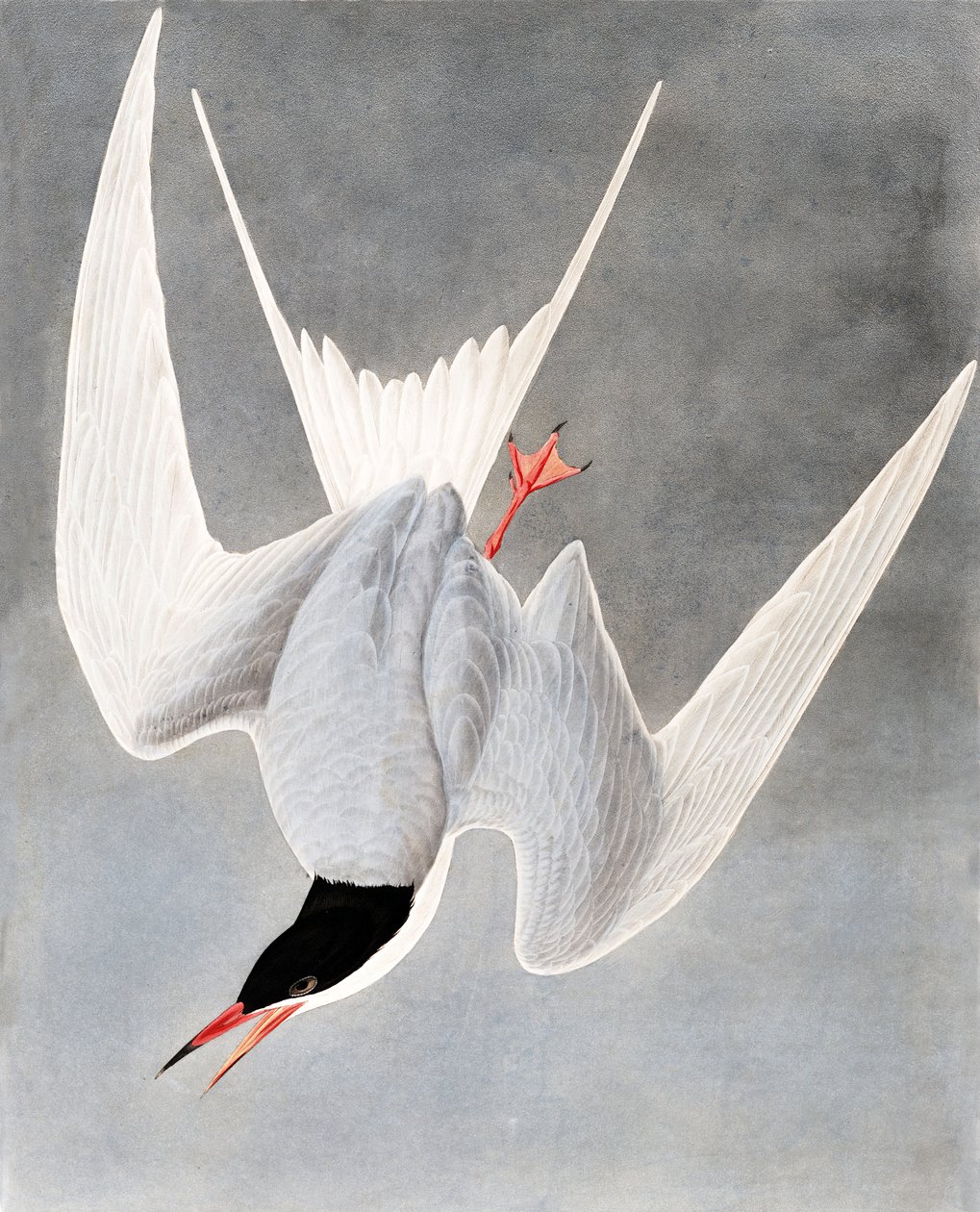 Grote Stern, Sterna Hirundo, uit "The Birds of America" door John J. Audubon, pub. 1827-38 door John James Audubon