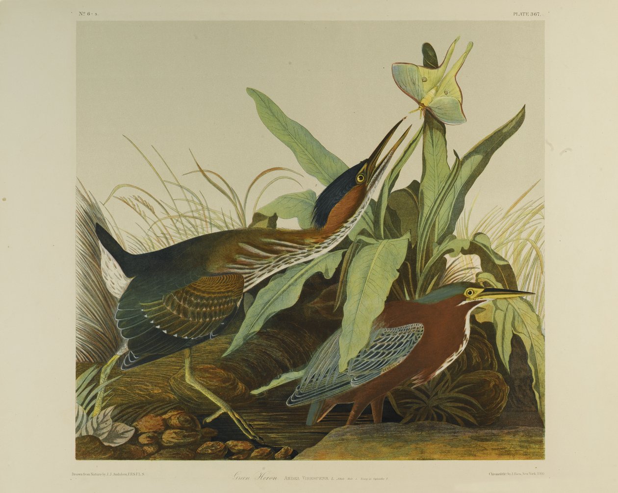 Groene Reiger, gedrukt door Julien Bien en uitgegeven door Roe Lockwood & Son, 1861 door John James Audubon