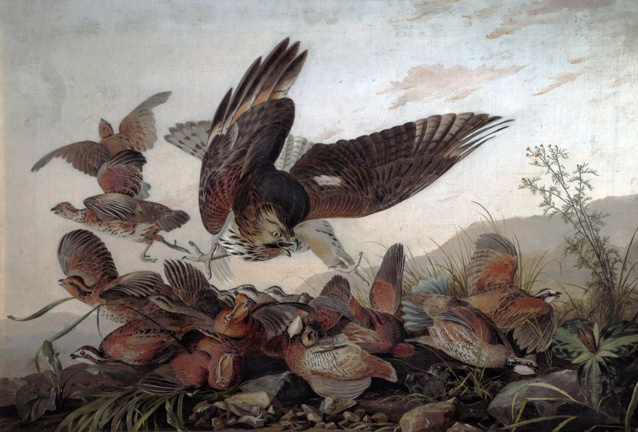 Haviken die patrijzen aanvallen, 1826 door John James Audubon