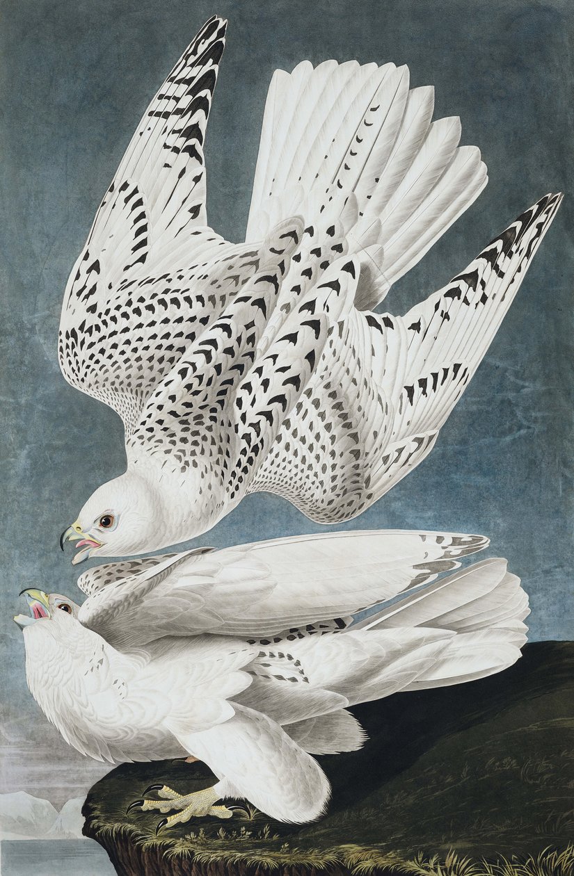 Jer of IJslandse Valk, Falco Islandicus, uit "The Birds of America" door John J. Audubon, pub. 1827-38 door John James Audubon