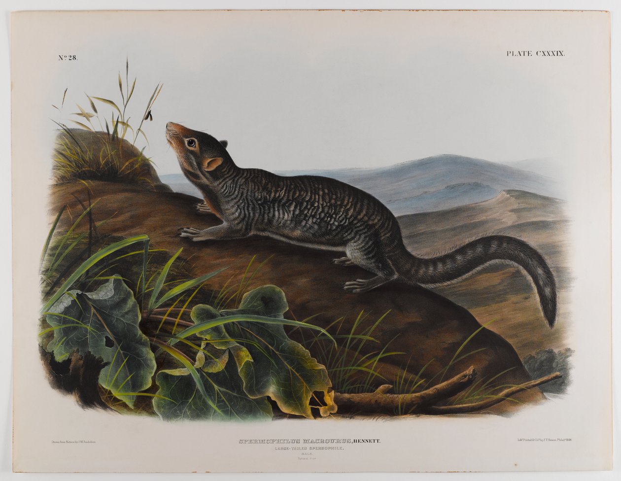Grote staartgrondeekhoorn door John James Audubon