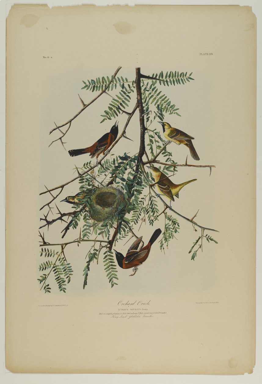 Boomgaard Wielewaal, gedrukt door Julien Bien en uitgegeven door Roe Lockwood & Son, 1861 door John James Audubon