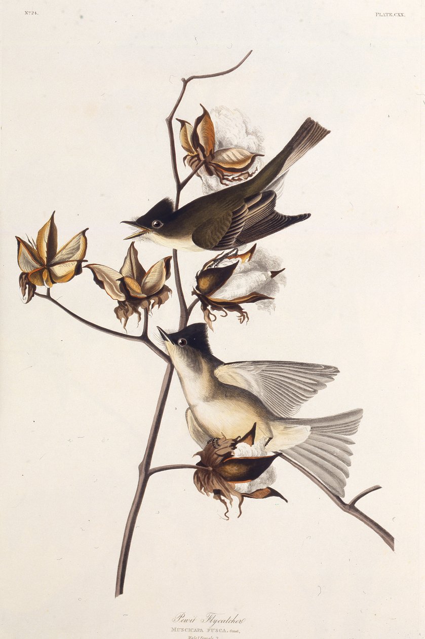 Pewit Vliegenvanger. Uit The Birds of America, 1827-1838 door John James Audubon