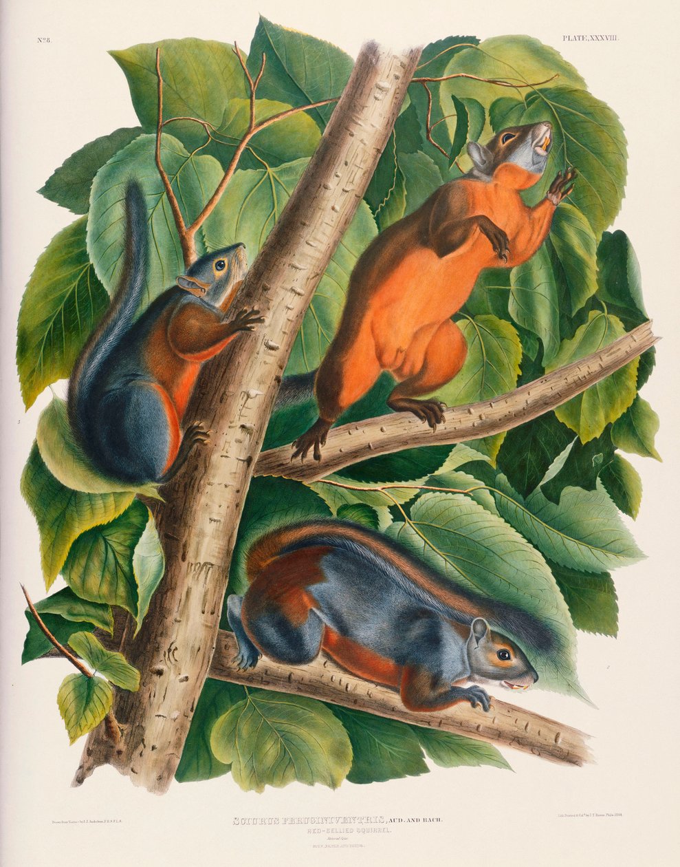 Roodbuikeekhoorn door John James Audubon