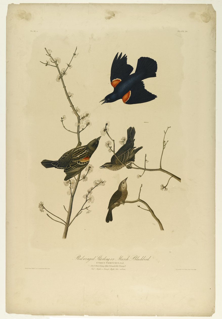 Roodvleugelspreeuw of Moerasmerel, gedrukt door Julien Bien en uitgegeven door Roe Lockwood & Son, 1861 door John James Audubon
