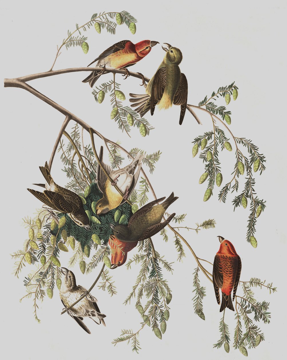 Rode Kruisbek, Loxia Curvirostra, uit "De Vogels van Amerika" door John J. Audubon, pub. 1827-38 door John James Audubon