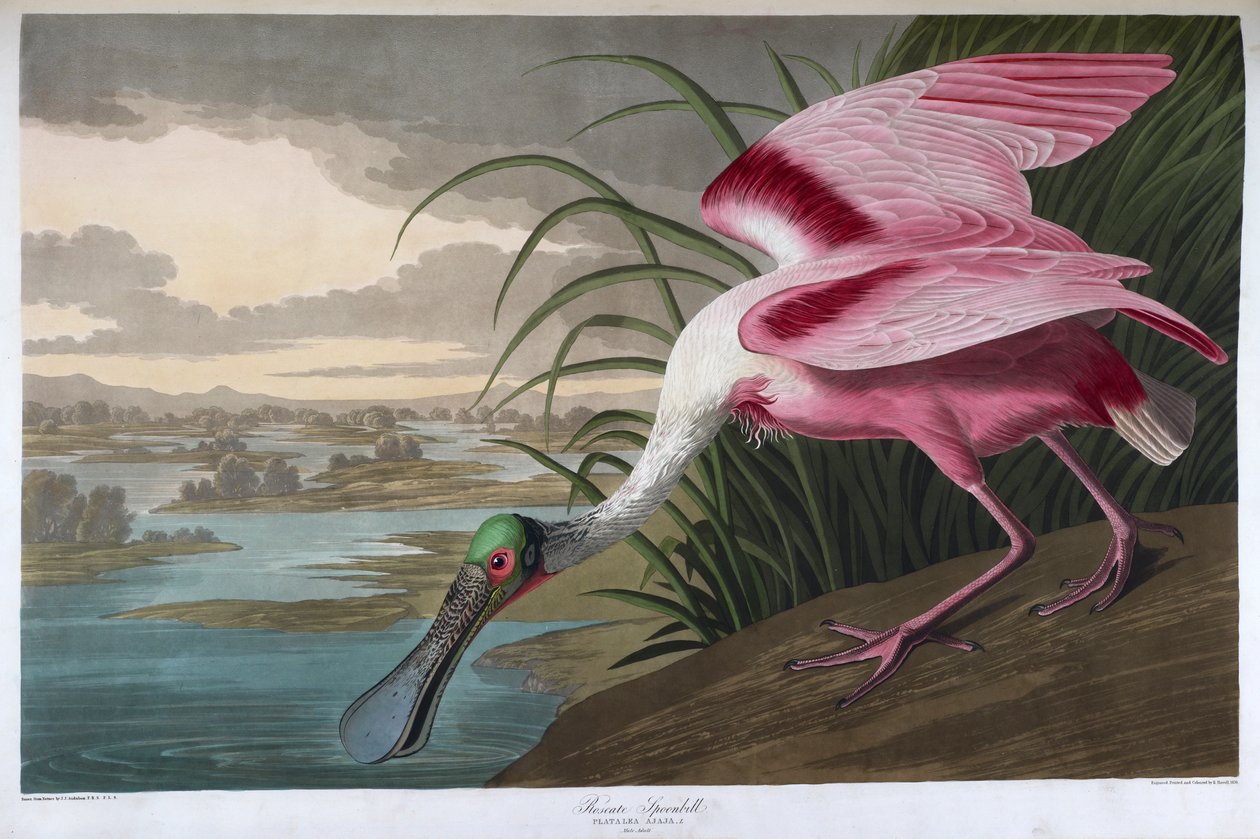 Rosse lepelaar. Mannelijk volwassen exemplaar door John James Audubon