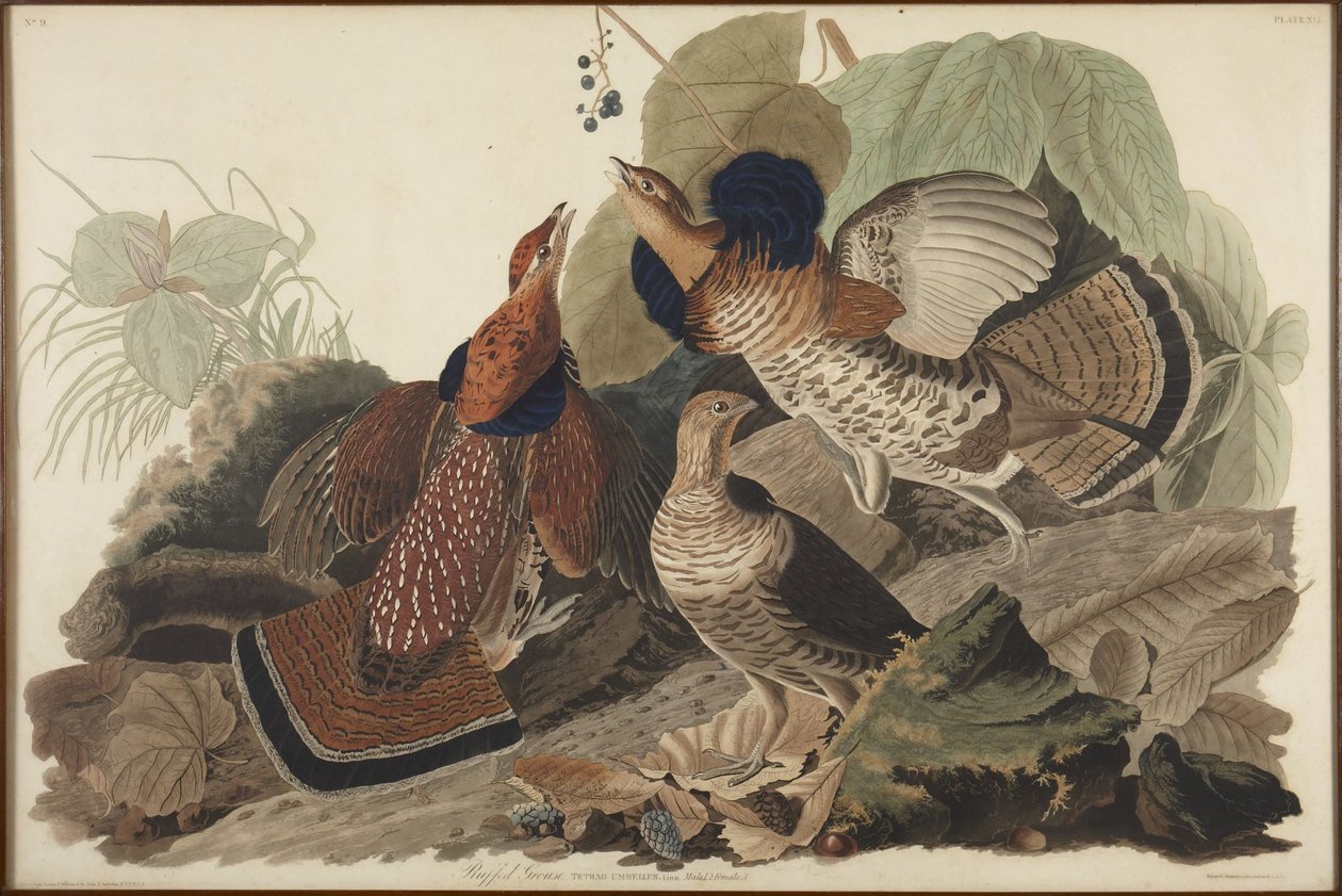 Kraaghoen door John James Audubon