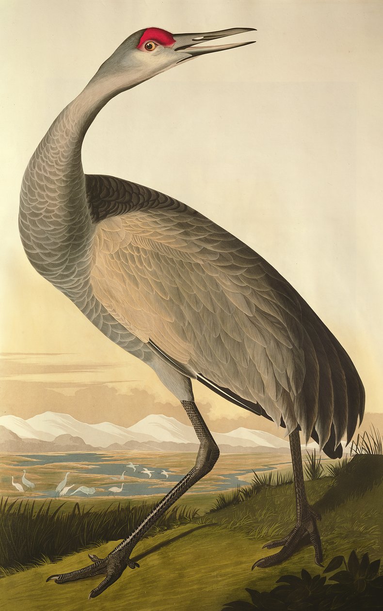 Sandhill Kraanvogel, uit 