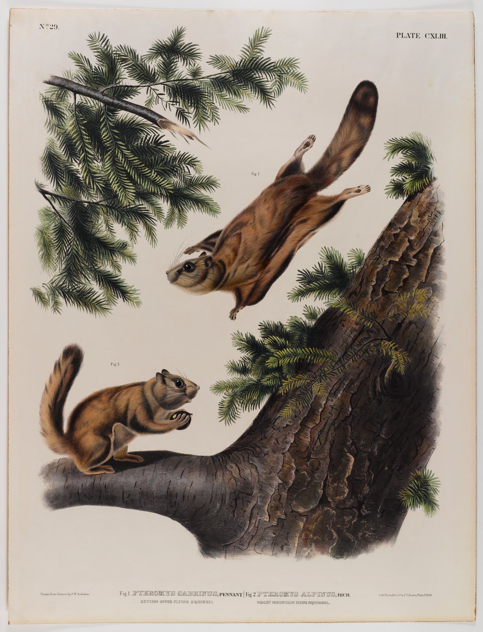 Severn River vliegende eekhoorn (links) en Rocky Mountain vliegende eekhoorn (rechts) door John James Audubon