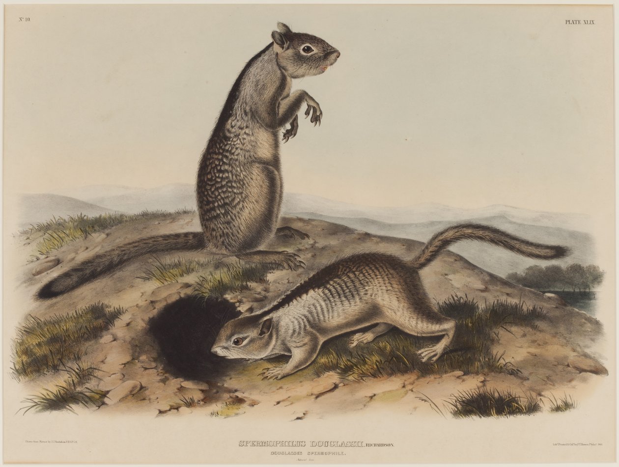 Spermophilus Douglassii (Twee Douglas-eekhoorns) door John James Audubon
